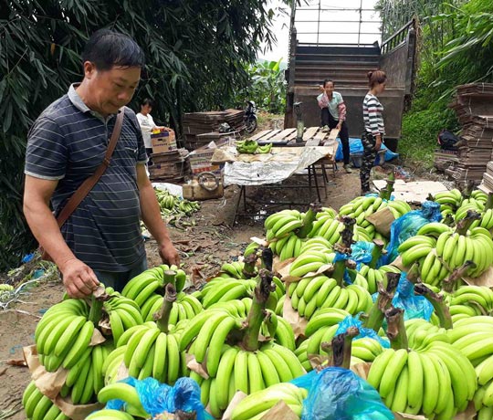 Làm giàu ở nông thôn: Sau thời làm thuê, khi về thành...tỷ phú chuối - 1