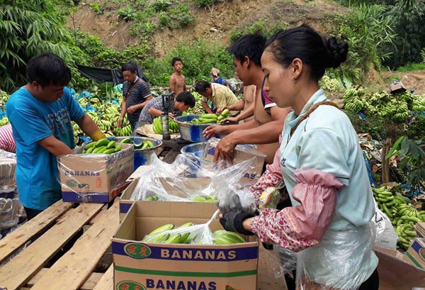 Làm giàu ở nông thôn: Sau thời làm thuê, khi về thành...tỷ phú chuối - 3