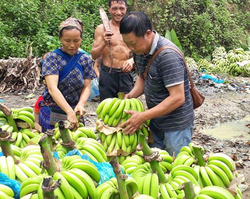 Làm giàu ở nông thôn: Sau thời làm thuê, khi về thành...tỷ phú chuối - 5