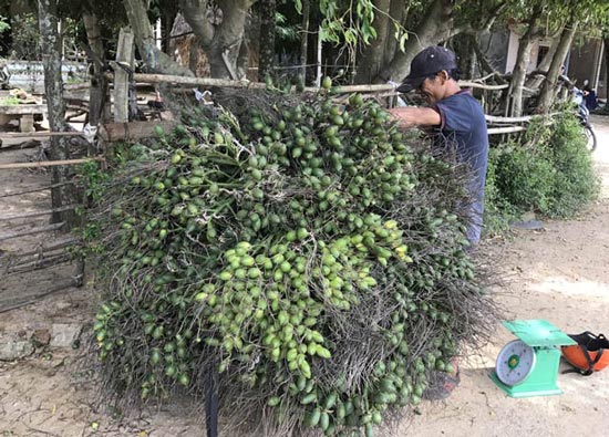 Giá tăng vọt, dân &#34;xứ ngàn cau&#34; tiếc hùi hụi vì trót bán giá thấp - 3