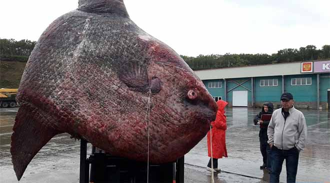 Nga: Ngư dân bắt cá “quái vật” nặng 1 tấn, đem cho gấu ăn - 1