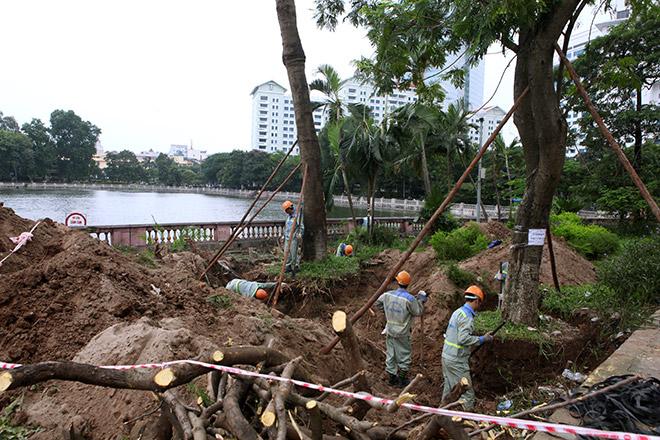 Ảnh: Chặt hạ, di chuyển 130 “cụ cây” trên đường Kim Mã - 6