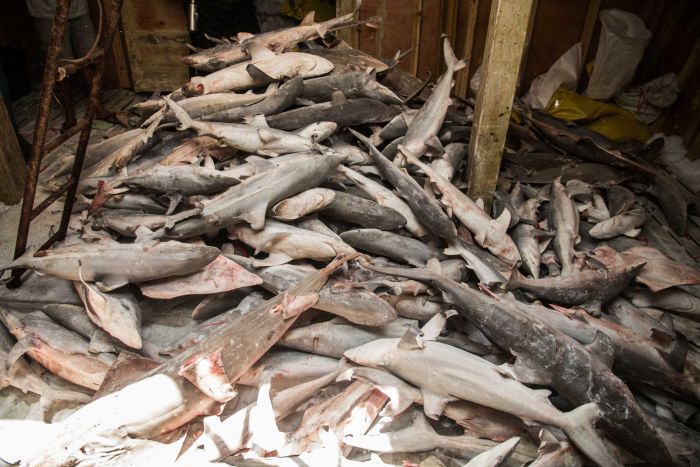 Hàng ngàn cá mập chất đống như “phim kinh dị” trong tàu TQ - 1