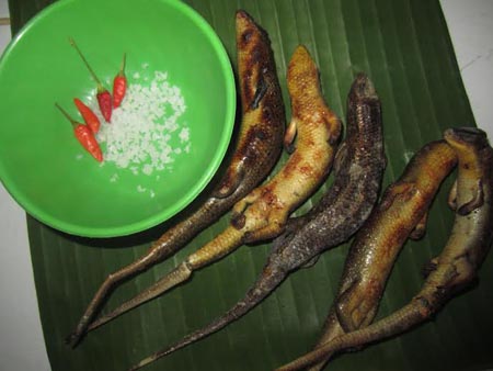 2 tiếng săn rắn "4 chân", đút túi nửa triệu bạc - 3