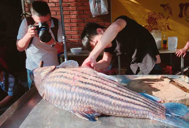 Cặp cá trà sóc nặng gần 1 tạ bắt từ Campuchia đưa về Hà Nội - 2