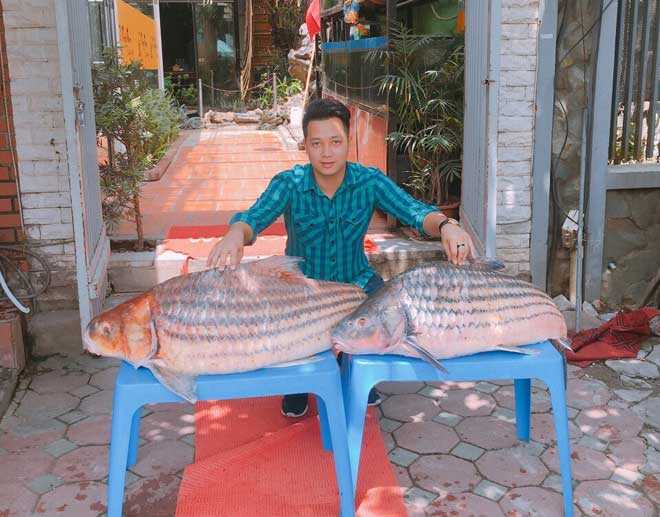 Cặp cá trà sóc nặng gần 1 tạ bắt từ Campuchia đưa về Hà Nội - 1