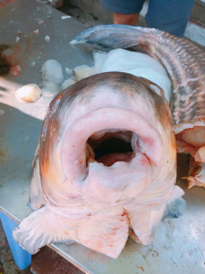 Cặp cá trà sóc nặng gần 1 tạ bắt từ Campuchia đưa về Hà Nội - 4