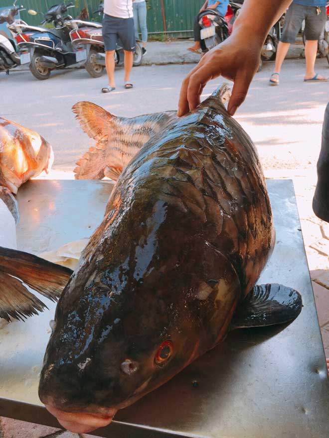 Cặp cá trà sóc nặng gần 1 tạ bắt từ Campuchia đưa về Hà Nội - 5