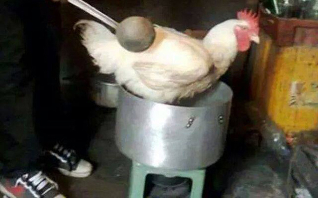 Chuẩn bị được ăn món "gà luộc nguyên con" đây rồi.