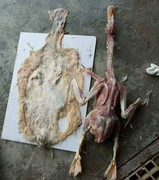 Khi mẹ người yêu nhờ nhổ lông vịt.