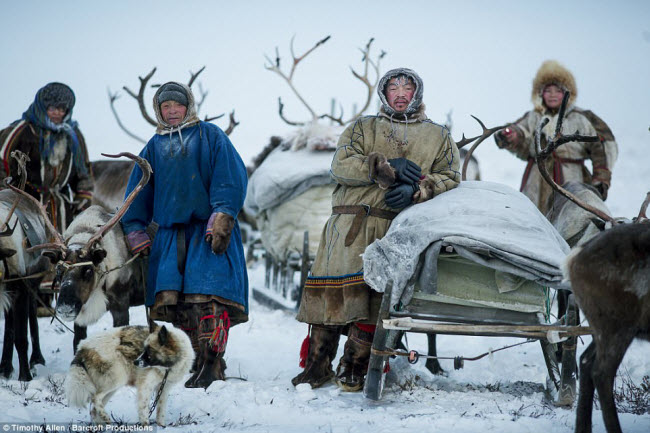 Nhiếp ảnh gia động vật hoang dã Timothy Allen của hãng tin BBC đã dành 16 ngày tham gia hành trình di cư dài 800km cùng các thành viên của bộ lạc du cư Nenets tại vùng Yamal-Nenets ở Siberia, Nga.