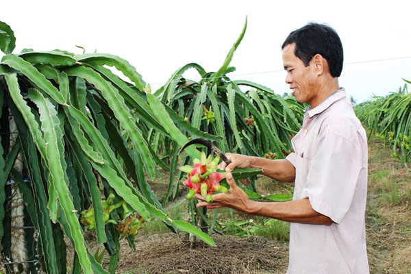 Ngày mai 20.9, xuất khẩu lô thanh long tươi đầu tiên sang Úc - 2