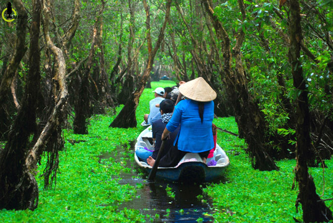 Mùa này về miền Tây ghé rừng tràm Trà Sư là nhất - 1