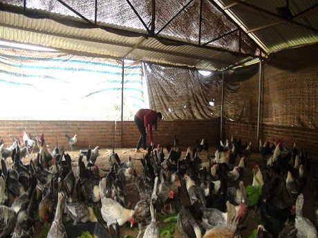 Làm giàu ở nông thôn: Gái đảm nuôi gà, trồng rau, kiếm nửa tỷ/năm - 1