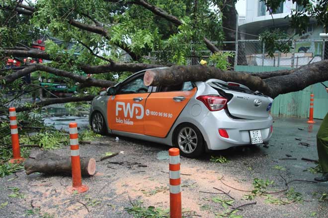 “Cụ” cây đè bẹp ô tô giữa trung tâm Sài Gòn, cô gái nguy kịch - 5