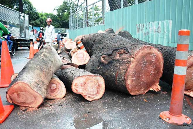 “Cụ” cây đè bẹp ô tô giữa trung tâm Sài Gòn, cô gái nguy kịch - 9