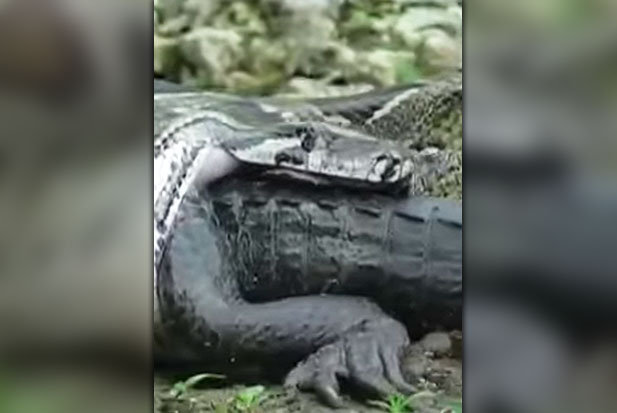 Video: Trăn khổng lồ đại chiến, nuốt chửng cá sấu hung dữ - 1