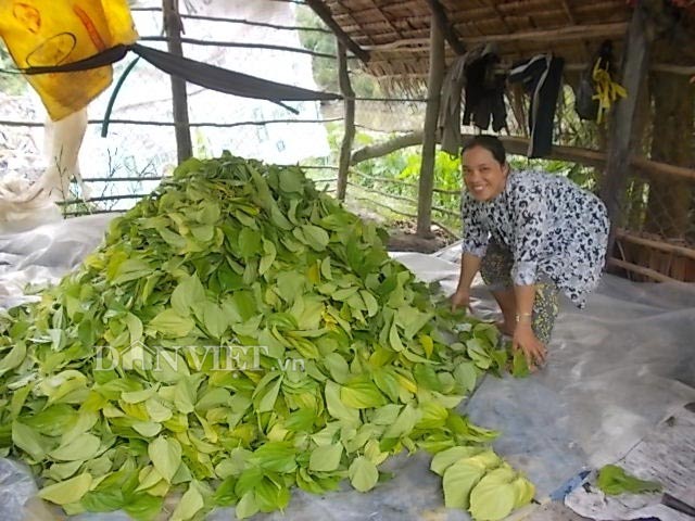 Lạ mà hay: Trồng trầu có tiền quanh năm, làng đẹp như bức tranh - 3