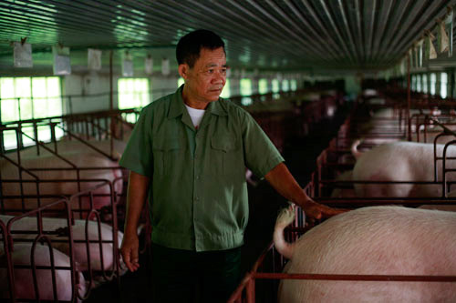 Nơi khỉ ho cò gáy, đi ngược gió bão giá lợn, lão nông thu 20 tỷ/năm - 2