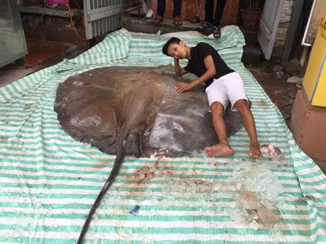 ”Thủy quái” nặng hơn 2 tạ, đuôi dài 1,5m xuất hiện ở Hà Nội