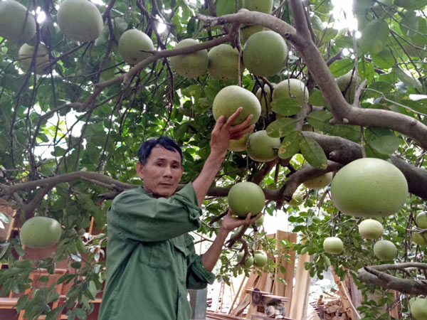Làm giàu ở nông thôn: Mát mắt vườn bưởi hồng Quang Tiến bạc triệu xứ Nghệ - 1