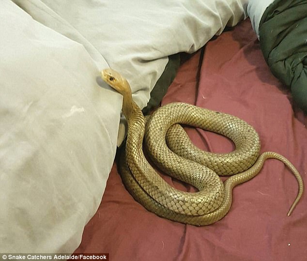 Choáng vì thấy loài rắn độc nhất hành tinh trên giường - 1