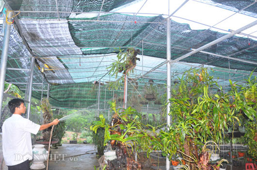 Mô hình trồng lan trên mái nhà và chuyện khởi nghiệp thành công từ hoa  phong lan Var của anh Nguyễn Tấn Lên