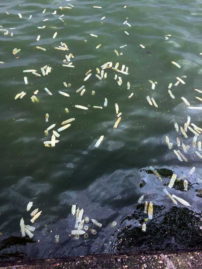 Nóng 24h qua: Cá mập “khủng” mắc câu ở Hạ Long và cái kết - 2