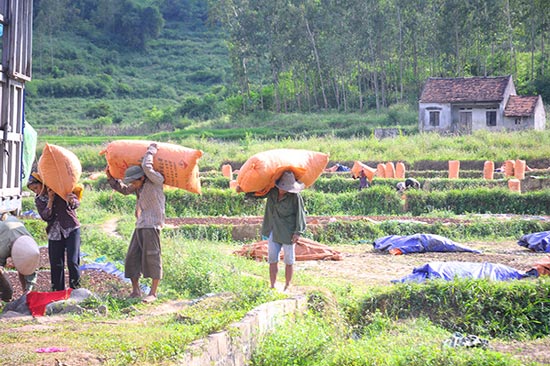 1 ngày trèo hồi, người dân &#34;mỏ vàng&#34; Văn Quan có 600.000đ đút túi - 2