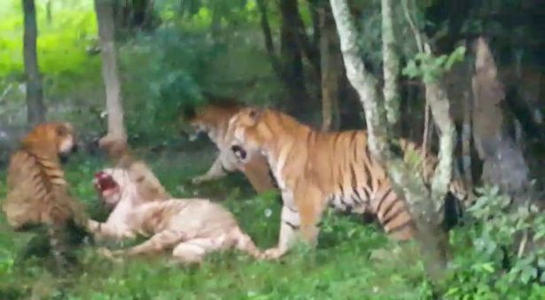 Đàn hổ Bengal cào cắn, giết chết hổ trắng quý hiếm ở Ấn Độ - 1