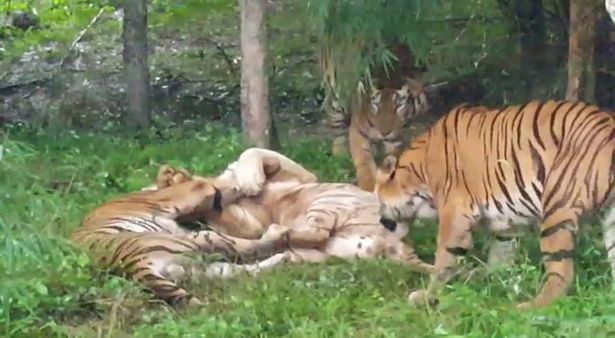 Đàn hổ Bengal cào cắn, giết chết hổ trắng quý hiếm ở Ấn Độ - 2
