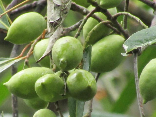 Lạ mà hay: Cà na ơi! Trước là cây dại giờ lại “hái” ra tiền! - 2