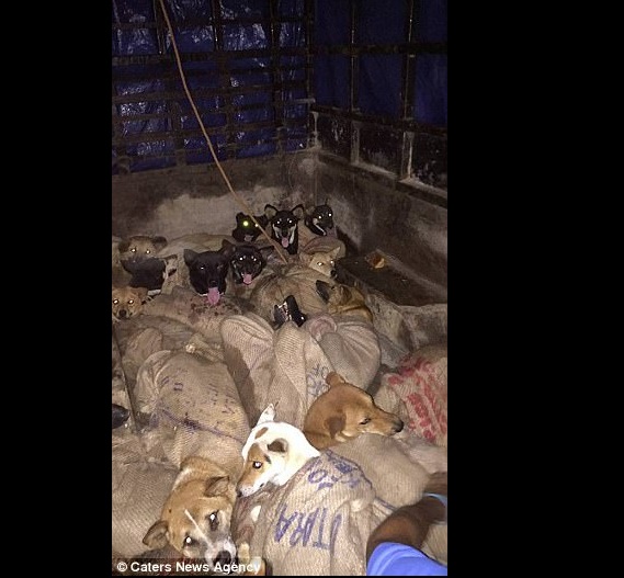 Ấn Độ: Bắt trộm 26 con chó, chuẩn bị đem luộc sống - 1