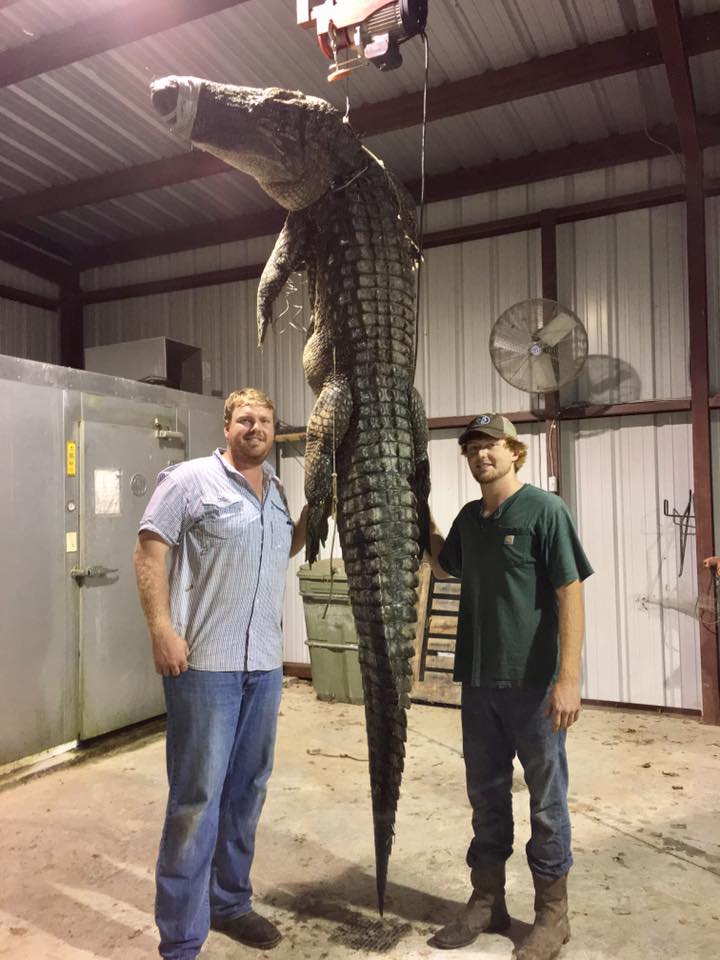Mỹ: Xông vào đầm lầy, bắt cá sấu thủ lĩnh nặng 240 kg - 1