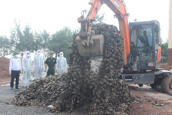 Quảng Ninh: Tiêu hủy 10 tấn hàu giống nhập lậu từ Trung Quốc - 1