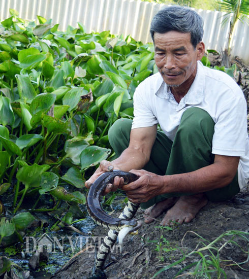 Lạ mà hay: Gạt lục bình ra là có cả ngàn con rắn - 3