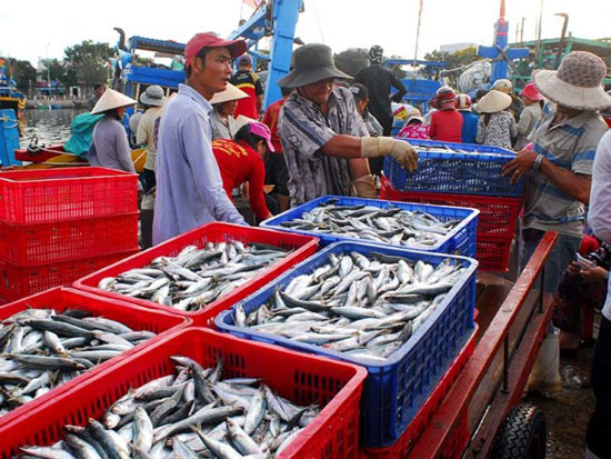 Báo động nguy cơ hải sản Việt bị phạt thẻ đỏ - 1