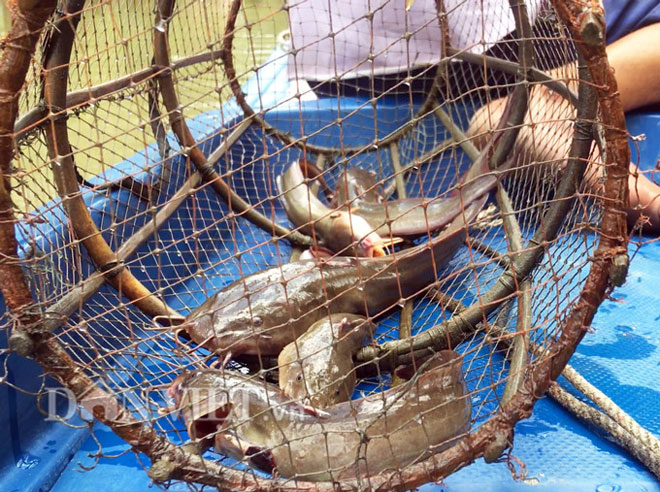 Tuyệt chiêu giăng bắt loài cá có nọc độc trên sông ở Cà Mau - 1