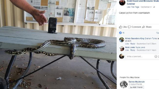 Dân Úc lo ngại “cơn sóng thần rắn” tràn vào nhà - 4