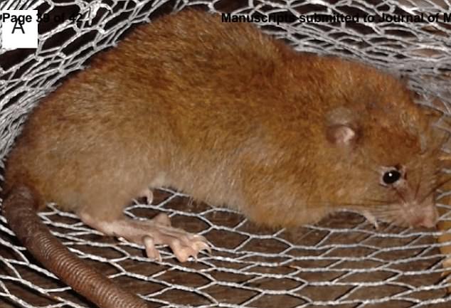Tìm ra loài chuột khổng lồ nặng 1 cân có thể đục thủng dừa - 1
