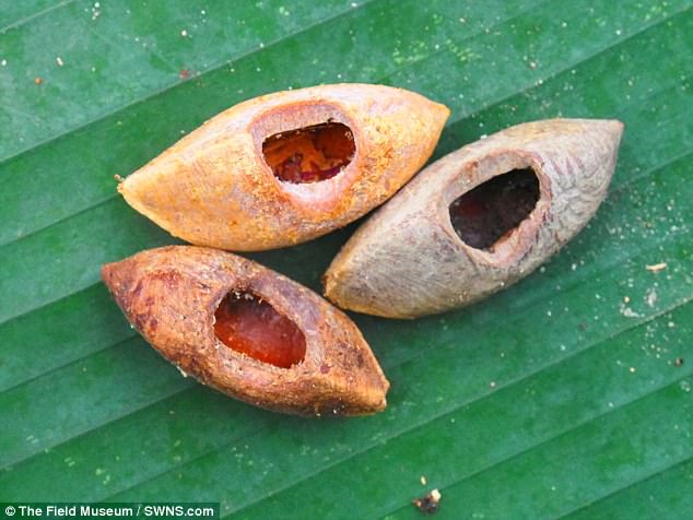 Tìm ra loài chuột khổng lồ nặng 1 cân có thể đục thủng dừa - 2