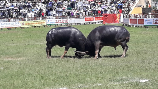 Khán giả, bảo vệ la hét, bỏ chạy tán loạn ở hội chọi trâu Đồ Sơn - 3