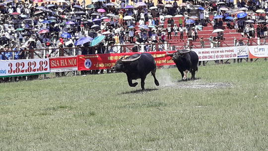 Khán giả, bảo vệ la hét, bỏ chạy tán loạn ở hội chọi trâu Đồ Sơn - 4