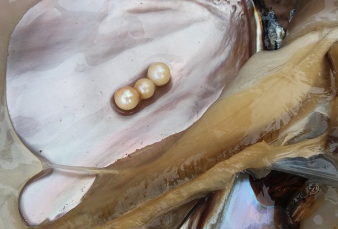 Ném tiền tỷ xuống ao lấy ngọc - 2