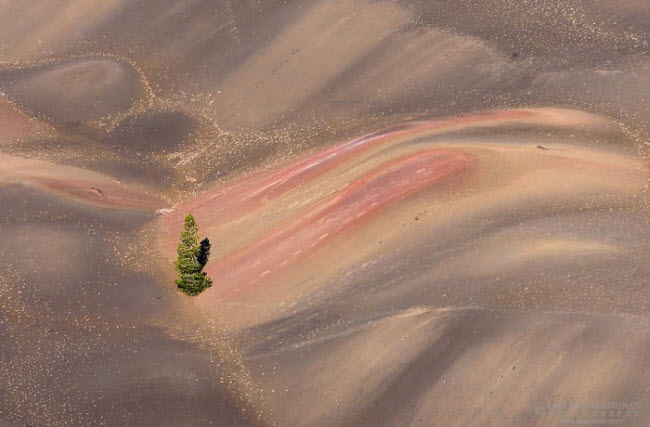 Một cây xanh đứng giữa cồn cát hoang vắng.