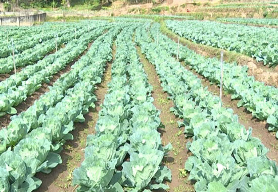 Làm giàu ở nông thôn: "Hot boy" làm vườn rau 200 triệu xanh đến "phát hờn" - 2