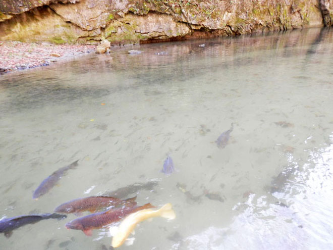 "Trốn đời" đi chèo thuyền, ngắm cá ở ngọn núi đẹp tựa tiên cảnh - 6