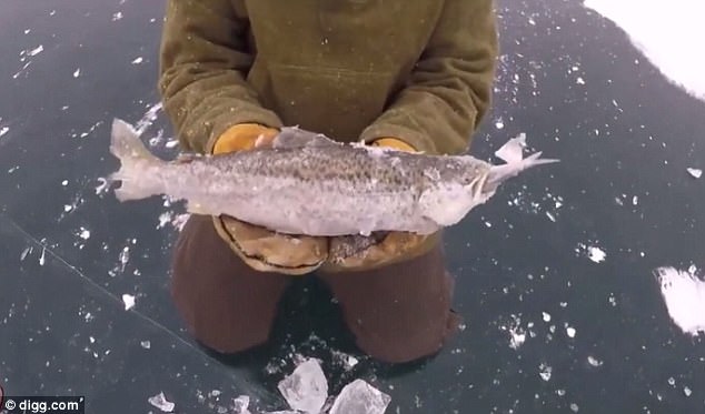 Cá lớn vừa đớp được cá bé thì nước đóng băng - 1