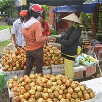 Thị trường - Tiêu dùng - Trái cây Trung Quốc lại tràn về miền Tây