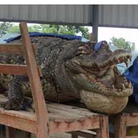 Tin tức trong ngày - Da cá sấu Xiêm hiếm được làm tiêu bản